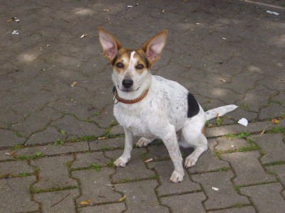 amy